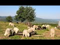 18 câini ciobănești și oile lui Buduțu din Budești | Povești ciobănești | Maramureș - video 2020