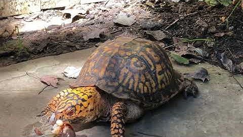 Gary the Jumbo Slug Vs Shredder the Eastern Box Turtle