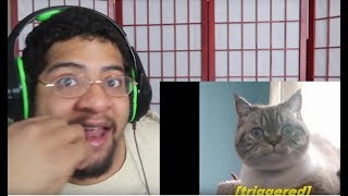 TierZoo- Cat vs Dog - Best Support Class!