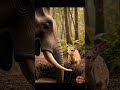 Elephant saves deer | Wildlife rescue story | Emotional animal moment #shorts #ytshorts #aishorts