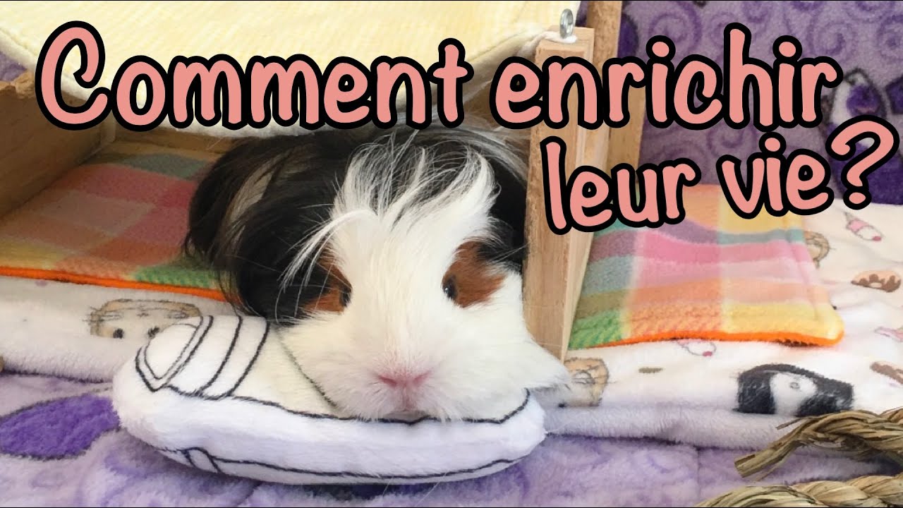 9 Façons d'enrichir la vie de votre cochon d'Inde