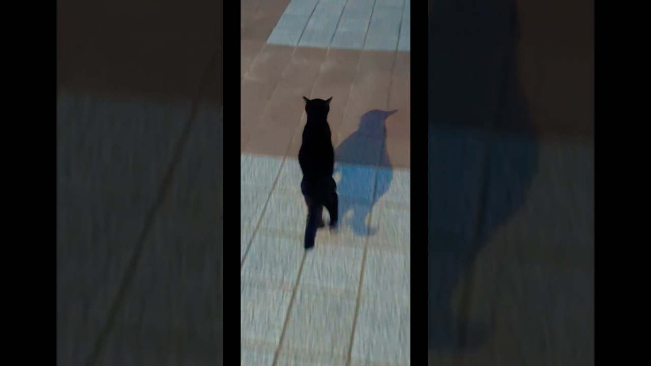The slender black cat came bouncing over to say hello! Time to