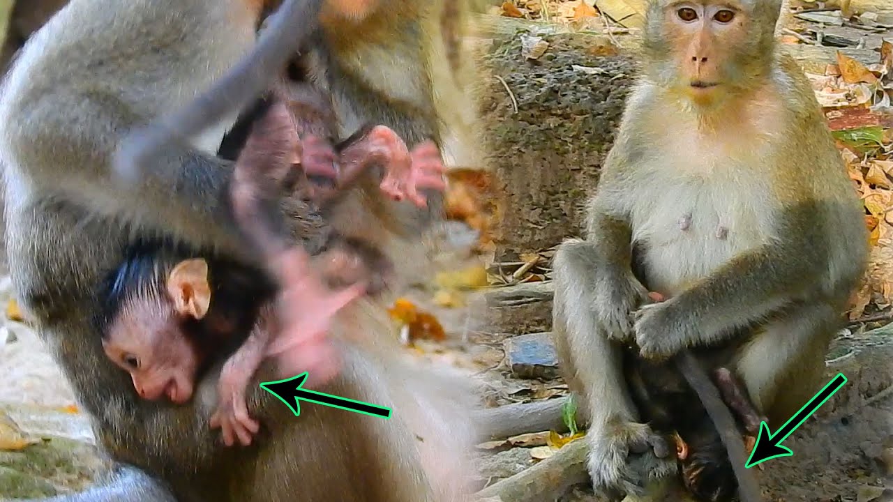 Hard To Truth It Can Happen On Anissa | She Just Born 2 Days |Anna Do Some Mistake Make Anissa Cries