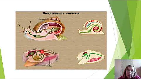 Эволюция дыхательной системы