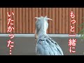 【衝撃】もうこのコンビは見られないことが確定しました(泣)ハシビロコウのふたばちゃん! 【未公開・ごはんの時間】Shoebill FUTABA掛川花鳥園のハシビロコウふたば公開6周年!