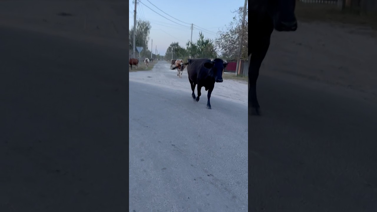 The Amazing African Cow: Discover This Unique and Rare Breed! 