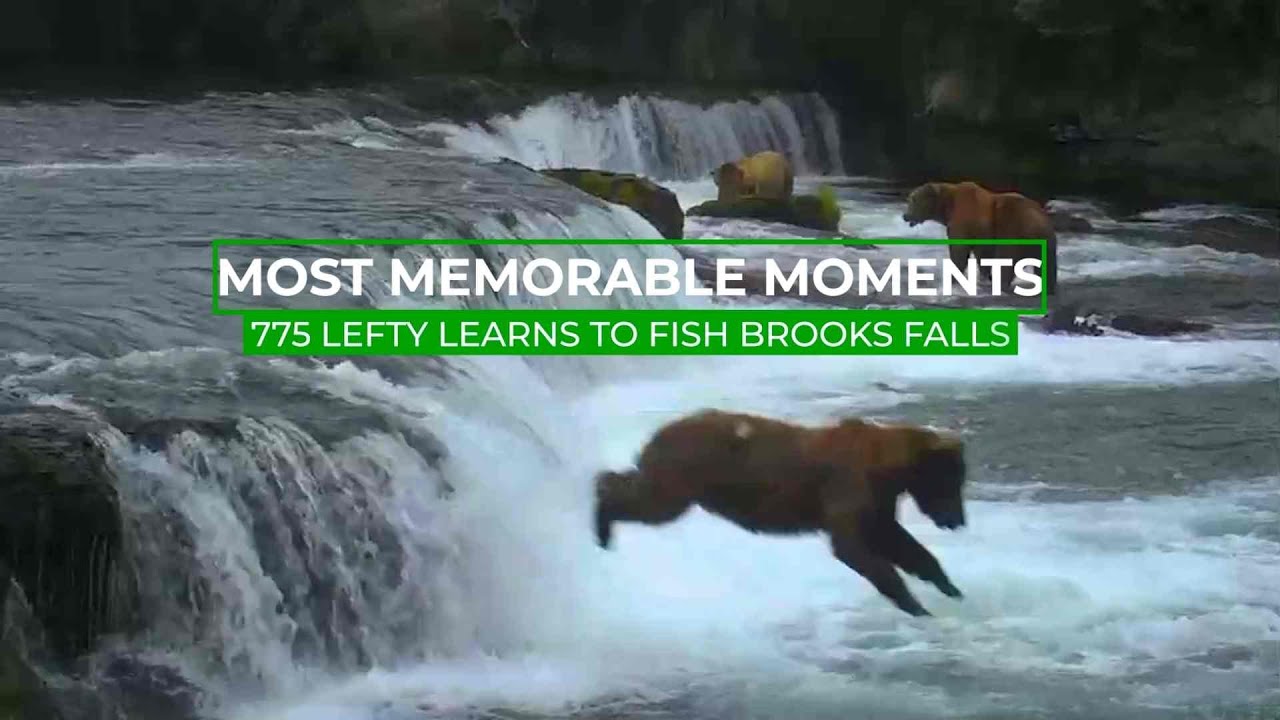 Brown Bears Fishing at Alaska's Brooks Falls - The Atlantic