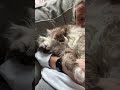 #velcrocat