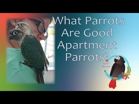 Video: A Dusky Conure as Pet Bird: An Affectionate and Clever Parrot