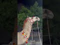Cow lover cow video cow TikTok cow mandi cow reels #cow #trending #animals #bull #youtubeshorts