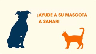 Instrucciones Postoperatorias Para Las Mascotas Esterilizadas O Castradas