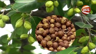 হরিতকির ঔষধিগুণ
