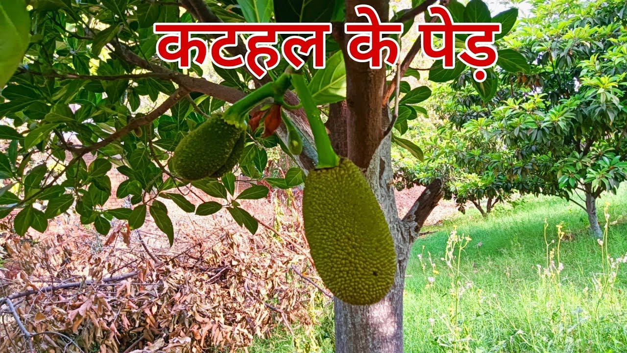कटहल के पेड़ पर सबसे ज्यादा कटहल कैसे पाए छोटी सी कटहल के पौधे ढेर सारे ढेर  कटहल आई 