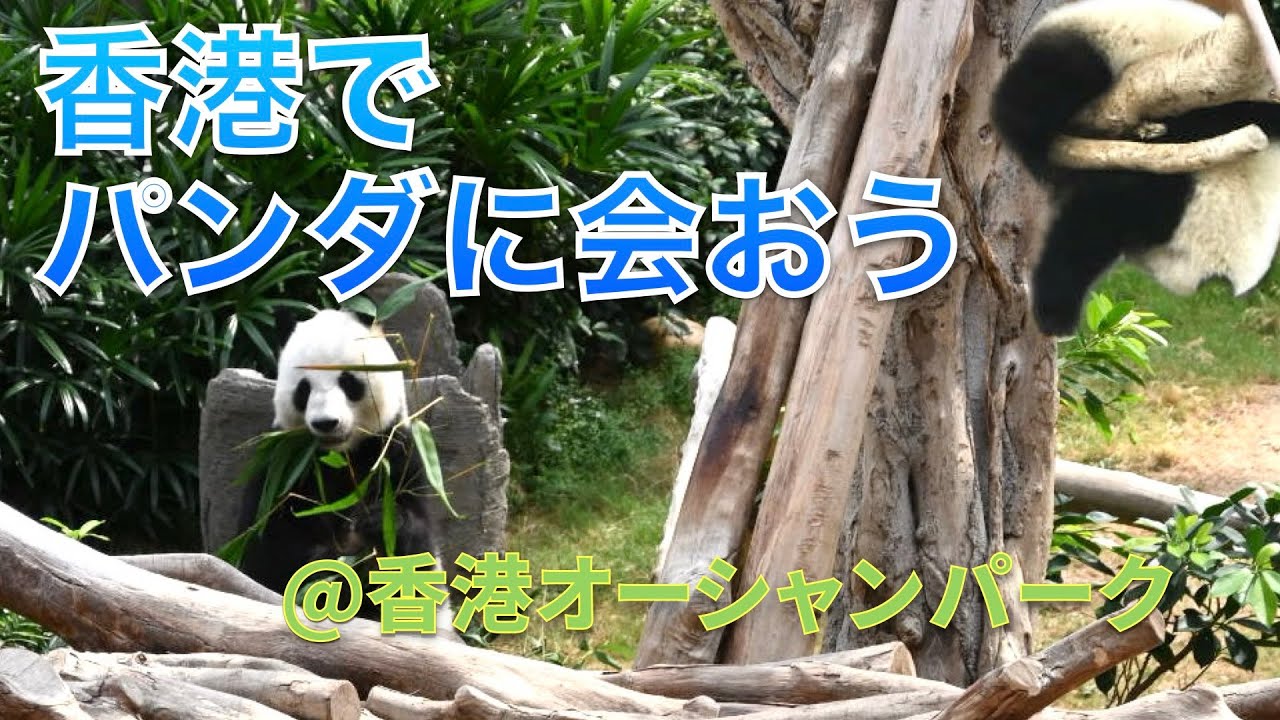 【2025年8月】香港オーシャンパークのパンダに会おう Meet Panda at Ocean Park HK