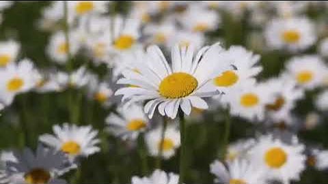 #قراءة للشيخ ابراهيم الاخضر من #سورة النمل الآيات (1-55)