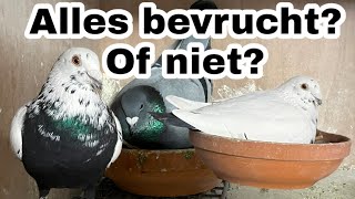 Zijn Alle Eieren Bevrucht? Postduiven Kweken Seizoen 2023