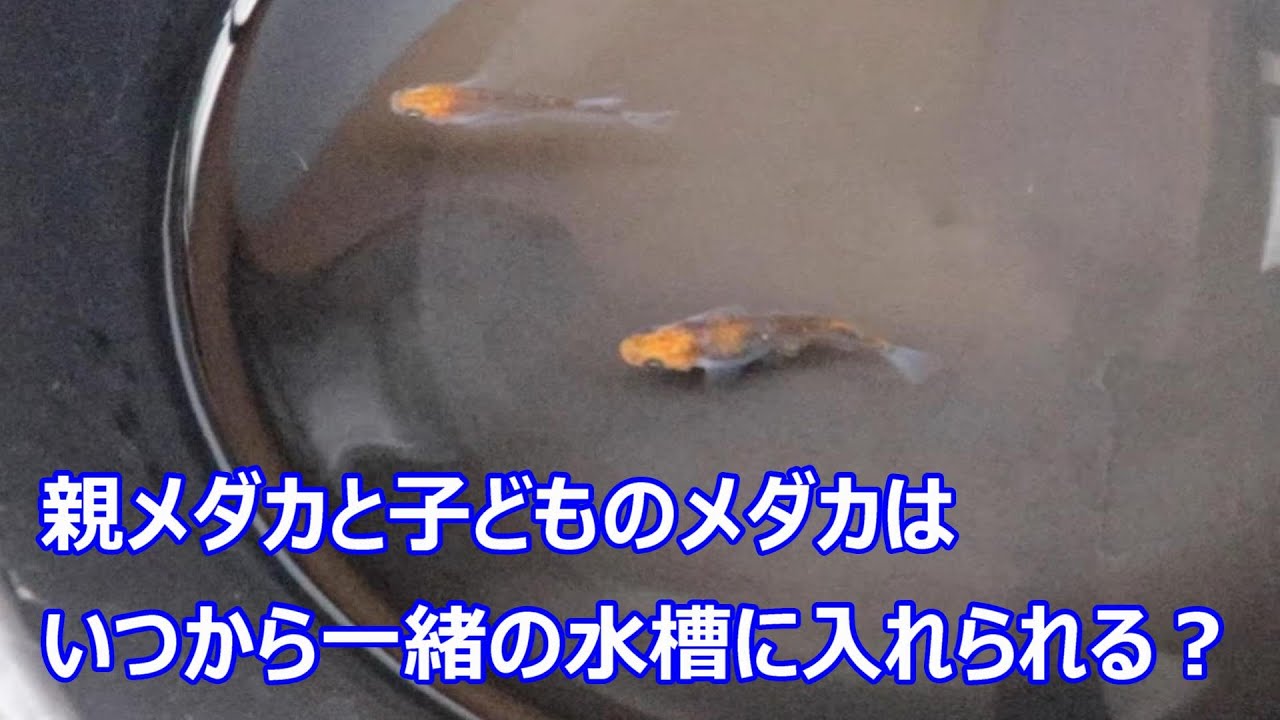 親メダカと子どものメダカはいつから一緒の水槽に入れられる Youtube