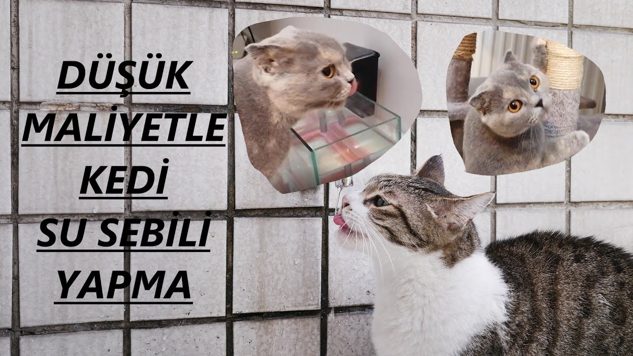 Dusuk Maliyetli Kedi Su Sebili Yapimi Pratik Ve Kullanisli Youtube