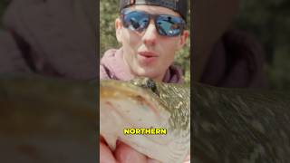 Fun catch !! New video is out !!! #fishing #greatpnw #pikefishing #northernpike #adventure #explore