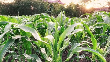 iPhone 12 Pro with Filmic Pro 10 bit Log V3 test at Evening