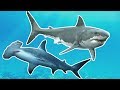 Shark Quiz