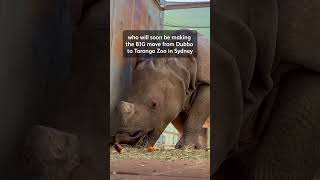 From the brink of extinction to a new beginning in Sydney 🦏