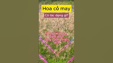 Hoa cỏ may có tác dụng gì #caythuocnamquy #caythuocnam #thaoduoc #caythuocvuonnha #xuhuongtiktok