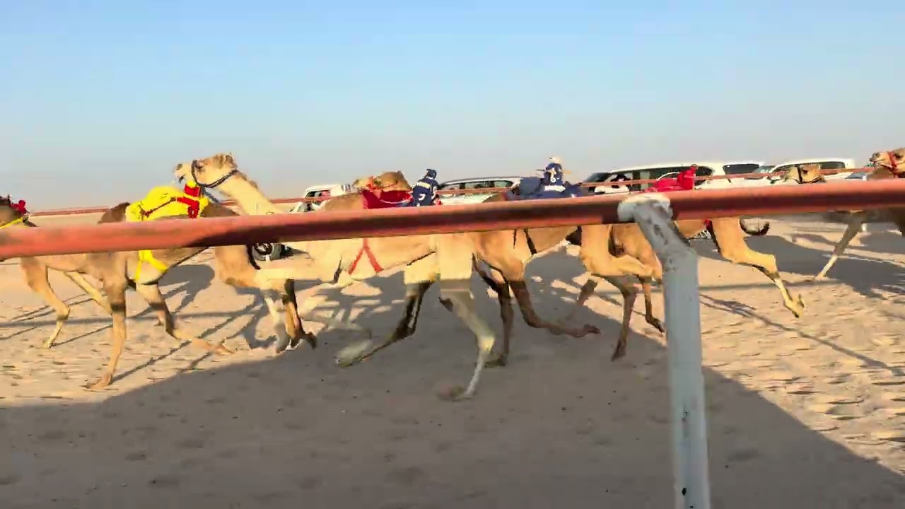 الشوط الخامس 