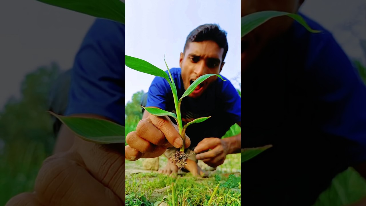 Making seedlings from banana seeds 