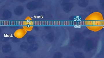 Methyl directed mismatch repair [HD Animation]
