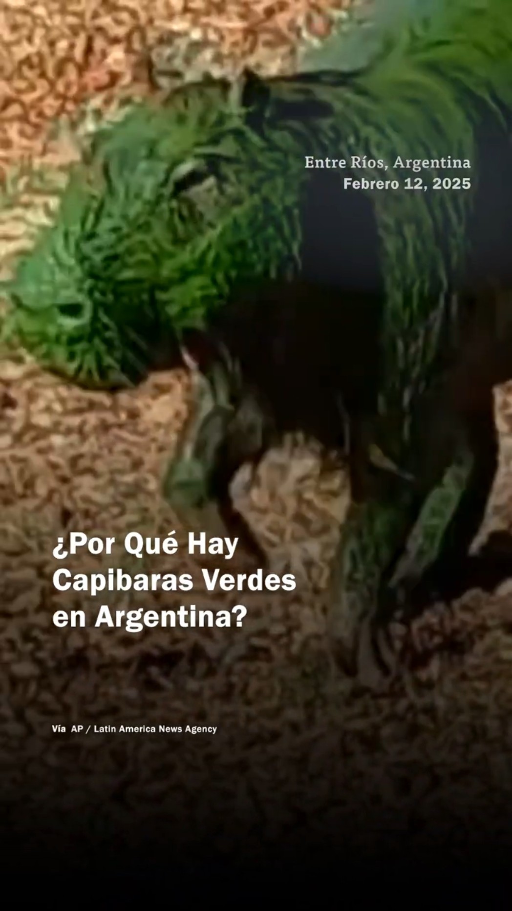 ¿Por qué hay raros capibaras verdes en Argentina? - N+ #Shorts