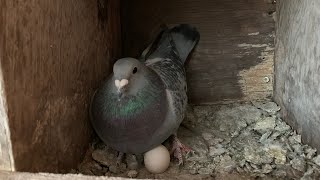 My Racing Pigeons are Nesting!!! Plus Chicken Auction