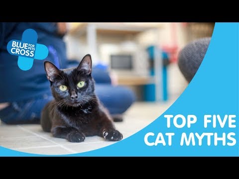 Video: 5 Most Common Cat Myths