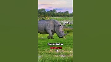 Animals your children won’t believe once existed ❤️ pt.04 #saveanimals