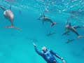 free dolphin
