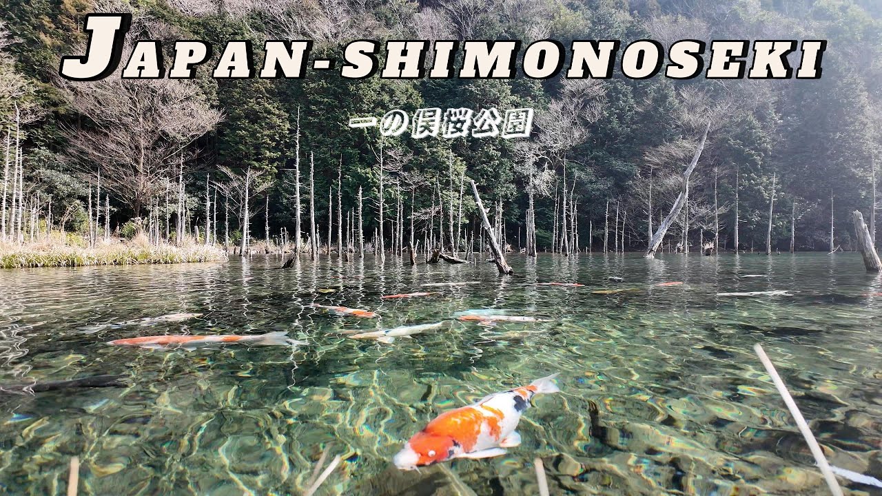 日本一美しい池・飛び込みたくなるくらい綺麗な所でした。Japan's most beautiful pondー日本最美丽的池塘ー일본 제일 ...