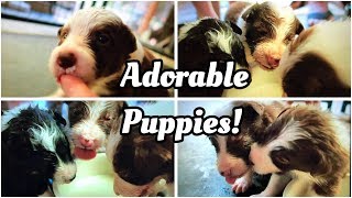 Hilarious Puppies Drinking Milk For First Time! Border Collie Puppies