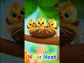 N for Nest 🪺 | ABC Alphabet Learning for Kids | Learn Letters #kidsvideo #kidslearning #abcd #usa