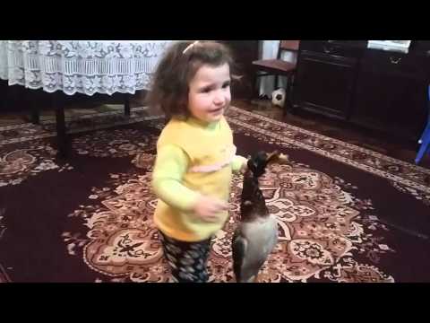 გაბიონი ბუხართან 7 ანამარია