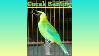 suara pancingan burung cucak ranting gacor, cucak rante gacor