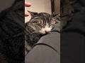 猫耳キャッチは難しい🙀 - Cats Ears - #shorts #cat