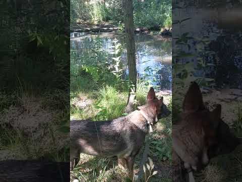 Собачья нирвана