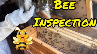 Bee inspection (Episode 102)