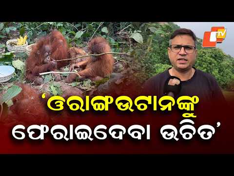 Orangutan Babies May Not Suit Odisha Environment, Says Former Wildlife Warden