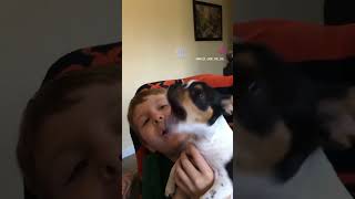 Funniest howl #funny #fyp #dog #foryou #chihuahua #foryoupage #funnydog #sassy