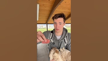 Awkward 😬 #cat #cats