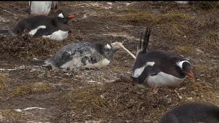 Пингвин какает на пингвина под-Диор Егор Шип