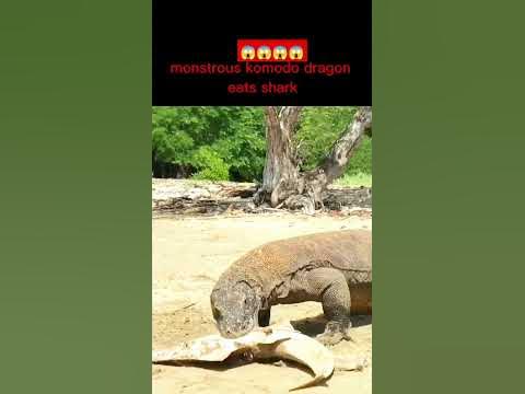 monstrous komodo dragon eats shark#shorts#komodo#animals#wildlife#コモド