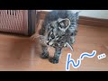 サーキットにいた猫3日目 名前決まる