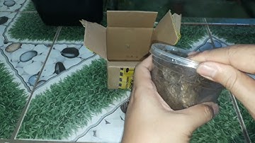 Khui hộp rùa comx mai trắng - common snapping turtle